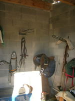 Sellerie